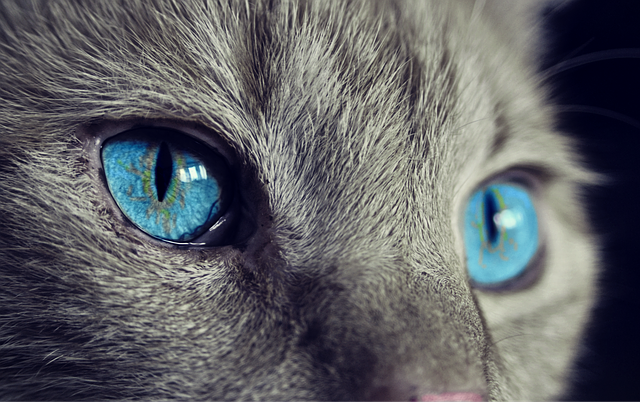 青い瞳の猫