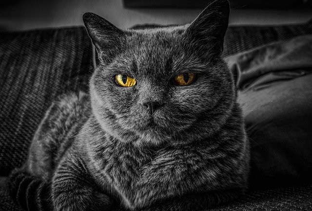 灰色の猫
